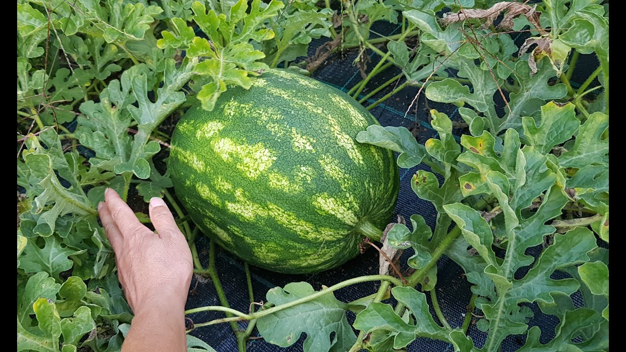 🍉Arbuz 