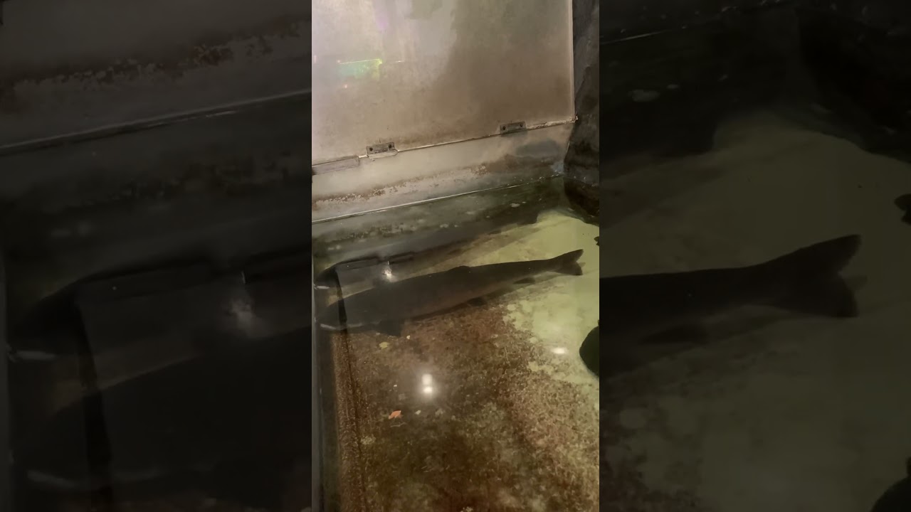 イトウ　サンピアザ水族館　Japanese huchen