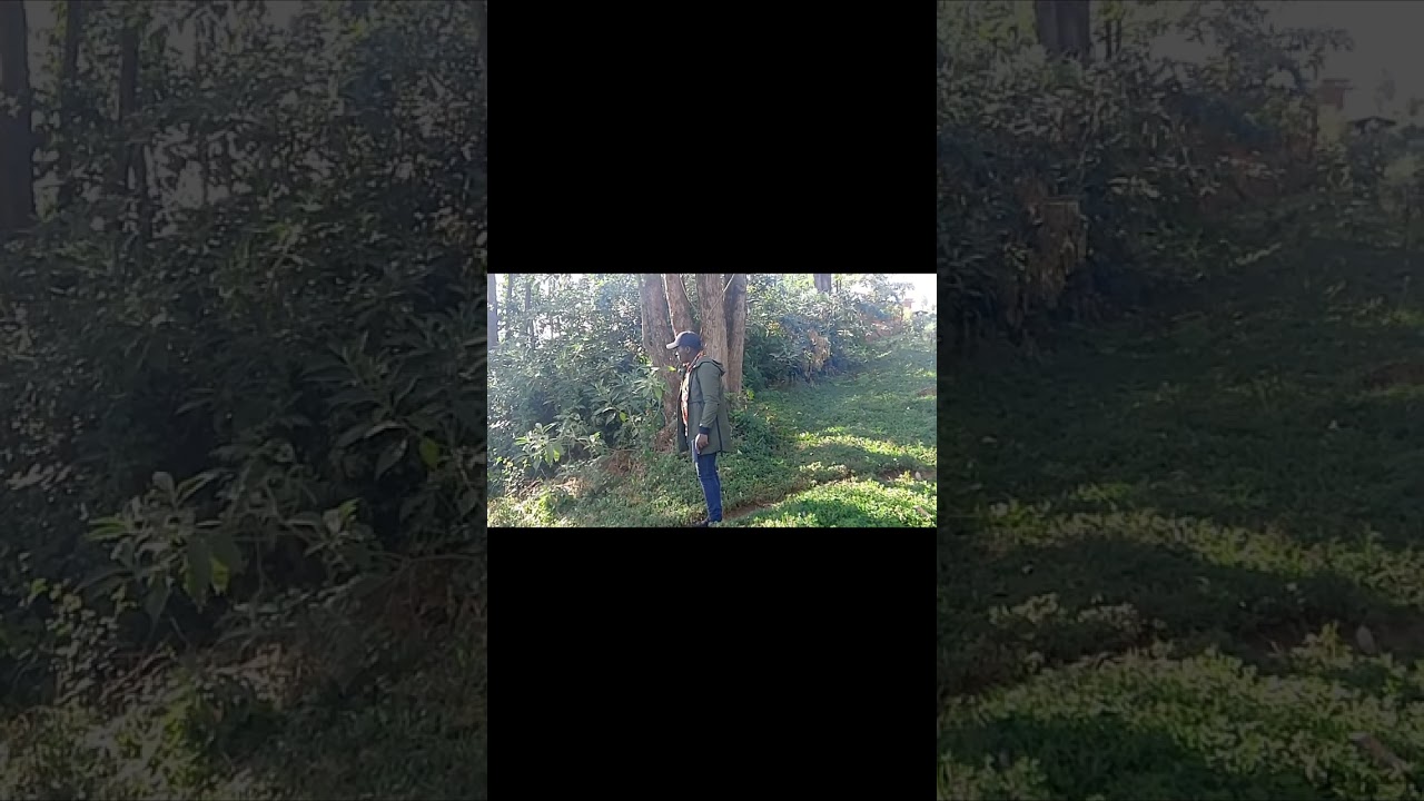 BLOOD IN THE FOREST part 1