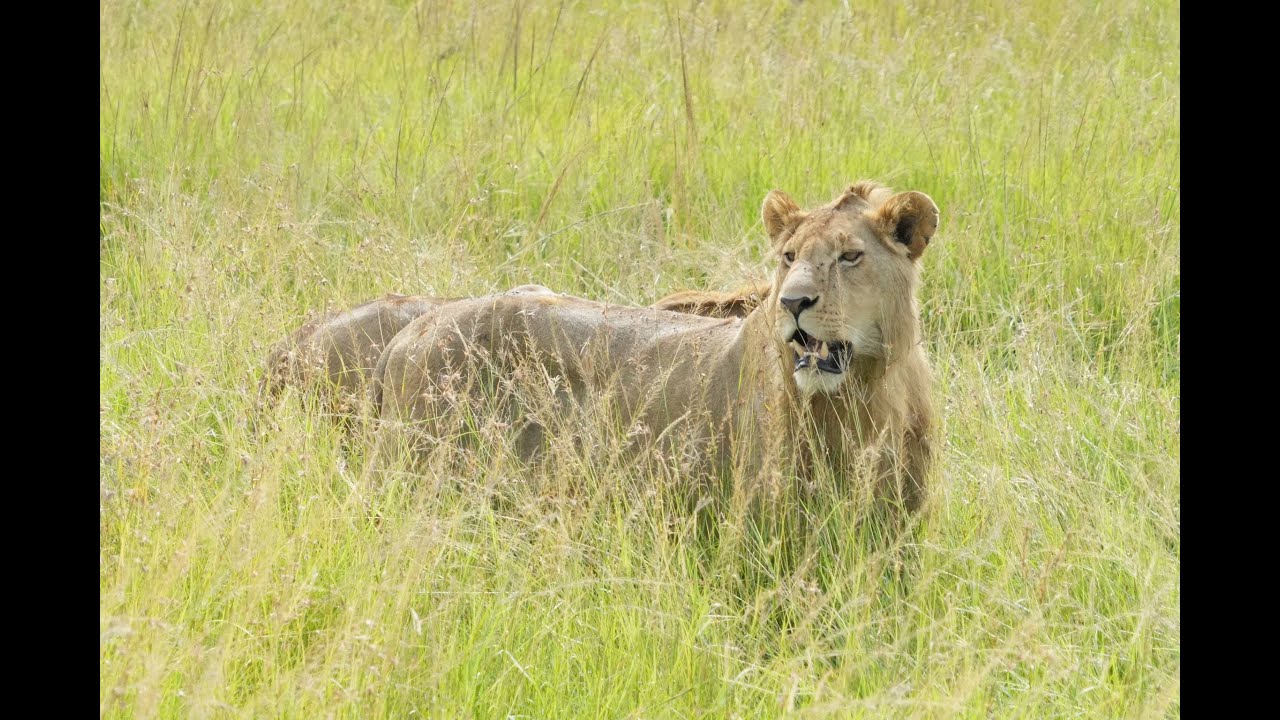 Rongai Pride - Masai Mara februar 2024