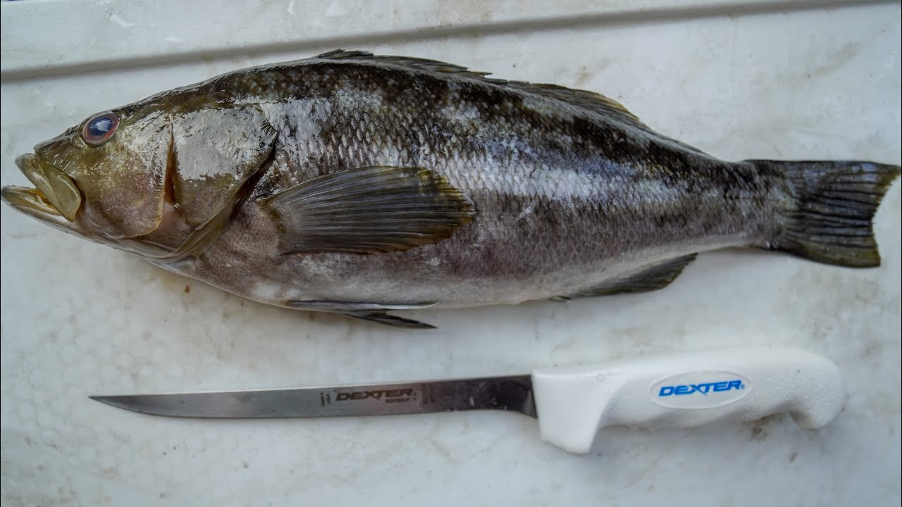 How To Fillet Calico Bass!