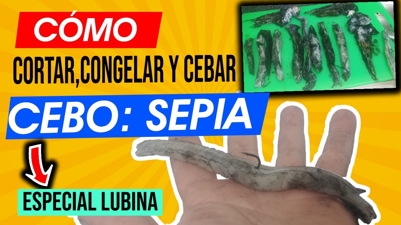 CEBO: SEPIA👉 Cómo pescar LUBINAS desde playa 👉 INICACIÓN surfcasting
