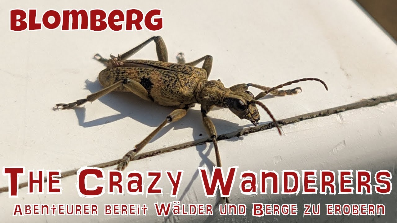 Blomberg - Wanderung im Blomberger Wald am 07.04.2019