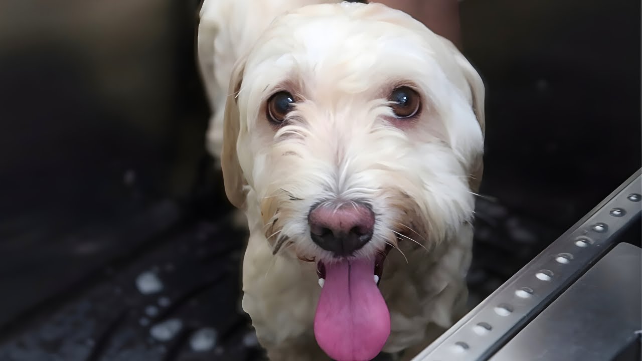 Milo’s Spa Day Will Make Your Day Better ✨🐾 | Havanese Grooming