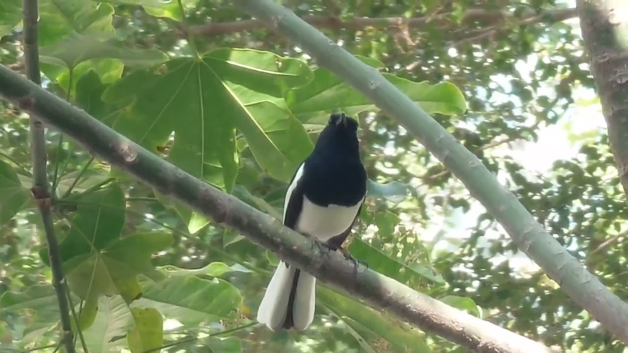喜鵲呼聲 Common Magpie's call