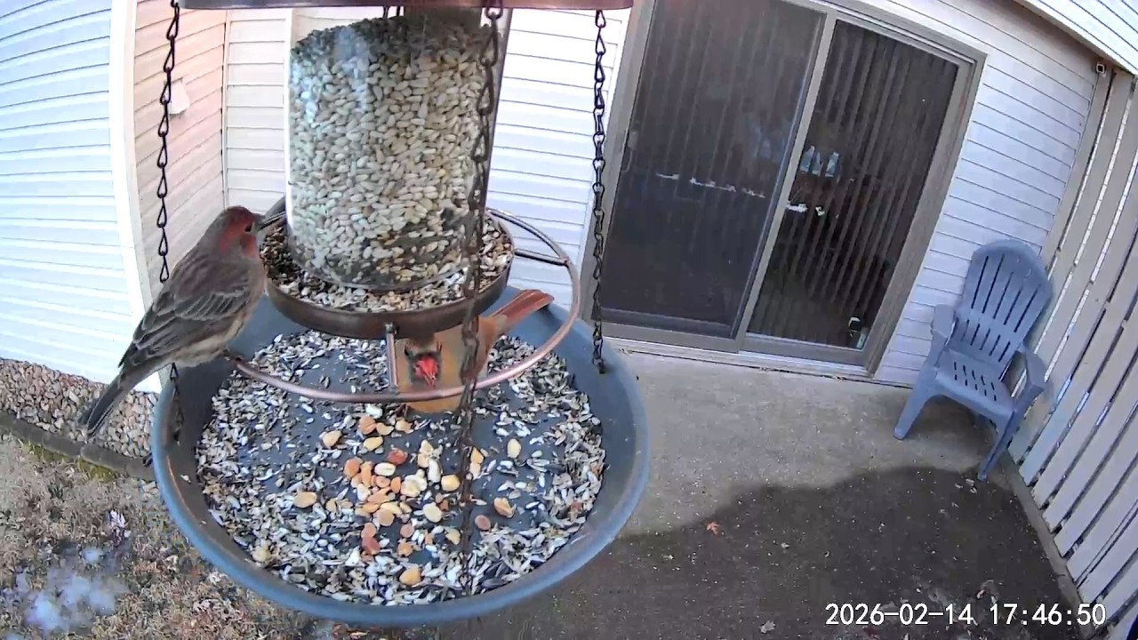 2026/02/14 - A House Finch and Female Northern Cardinal dine together; then a male Cardinal shows up