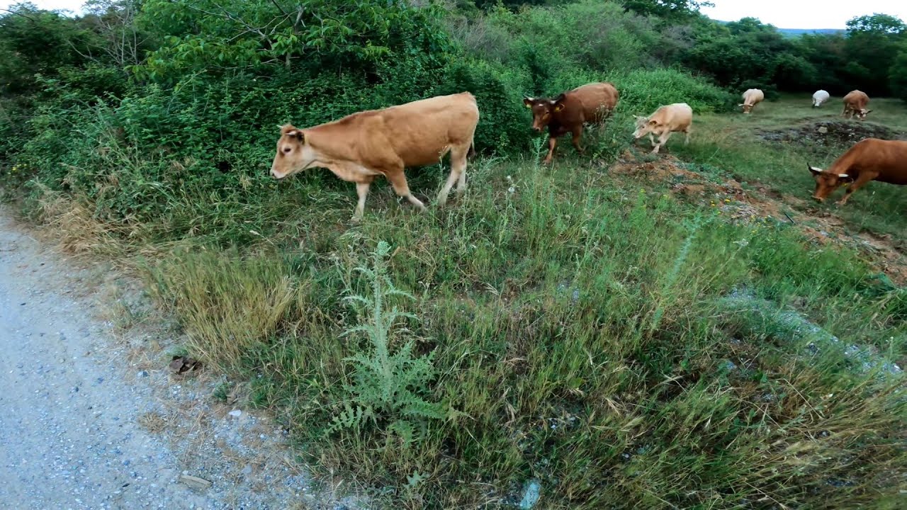 Lost In The Woods!! Hortiatis Trails .... mtb in Greece!!!! GoPro 9 shots.