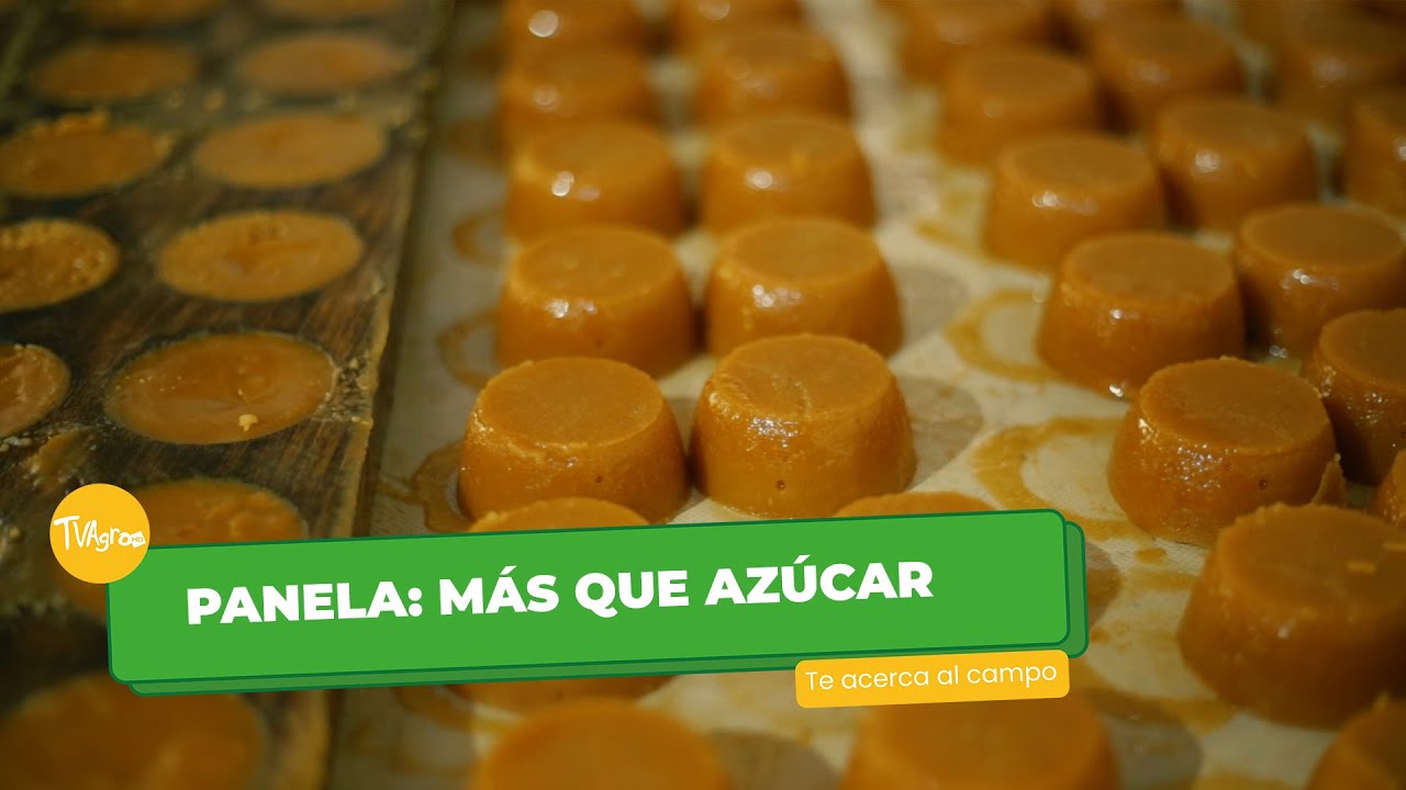 Panela: Más que Azúcar - TvAgro por Juan Gonzalo Angel Restrepo