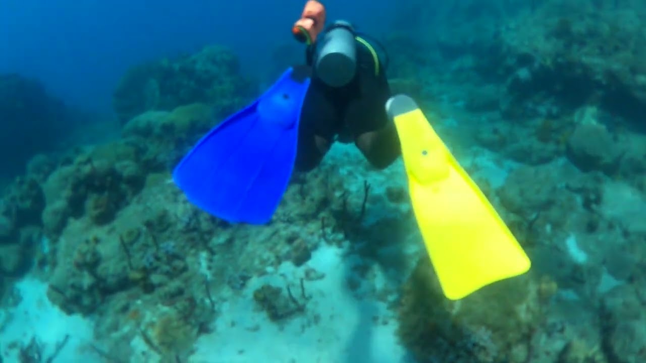 MoBay dive a bit ago