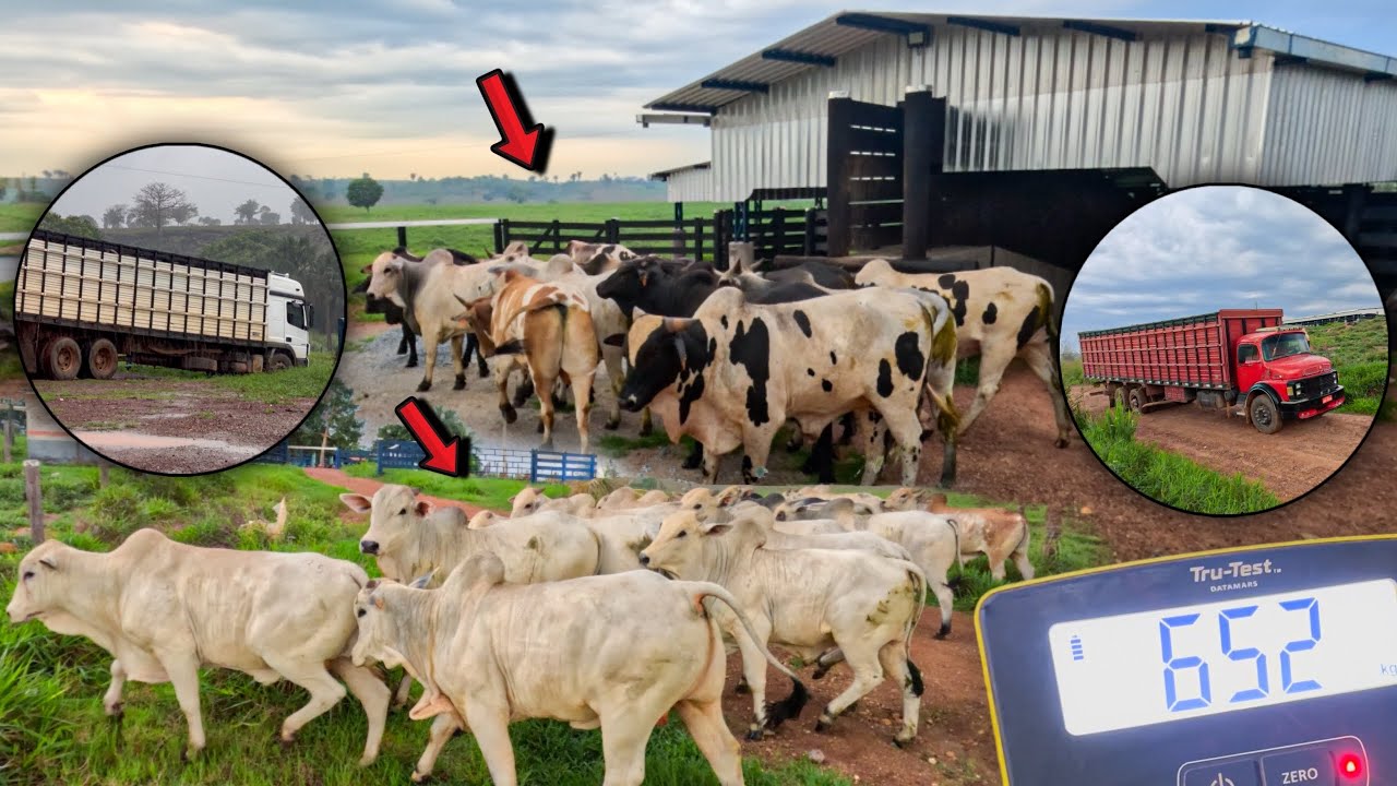 🇧🇷🇨🇳 EMBARQUE NA CHUVA! 🌧️ Aproveitando o Preço do Arroba do Boi, Partiu Frigorífico 🚀🥩
