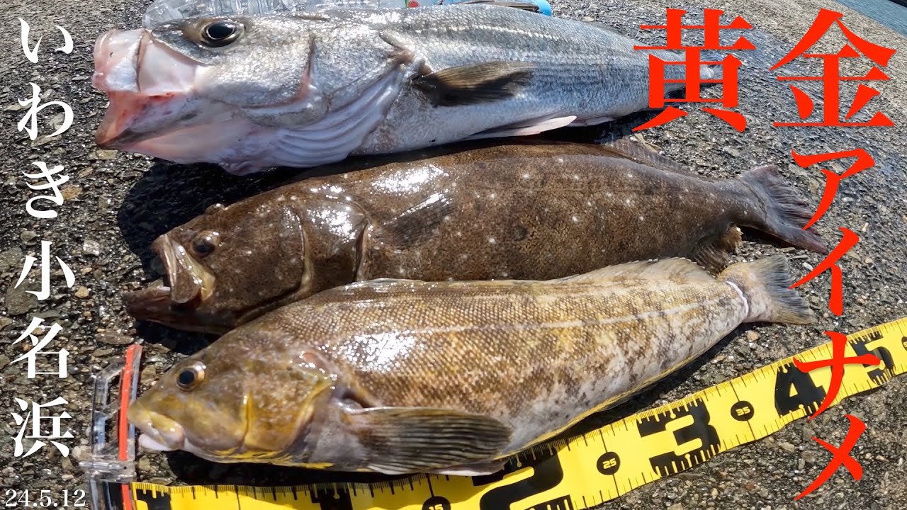 【デカい！黄金アイナメ46cm】いわき小名浜の釣りは今がアツい！ヒラメ！シーバス絶好調！