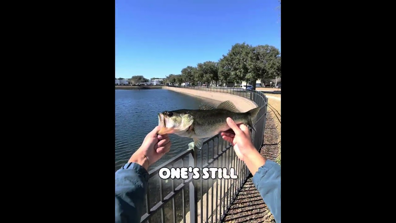 Bass Fishing Jacksonville Florida 