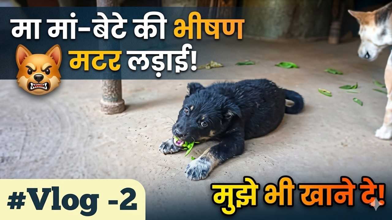 खाने पर मां बेटे की लड़ाई #vlog #petvlog #lambavlogs#vlogvideos#holispecial#dogvideos#funnyvideo