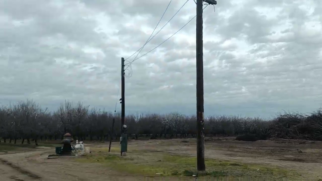 Пчёлы в саду работают