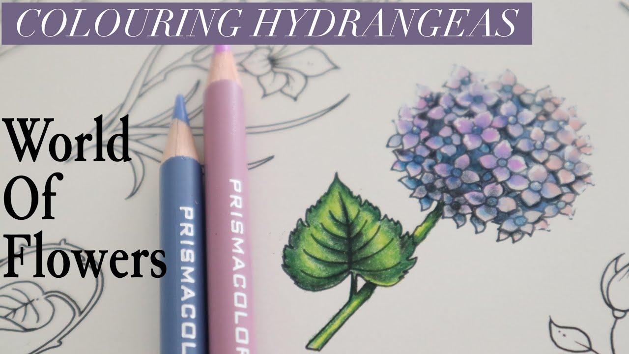 Как раскрасить гортензии в WORLD OF FLOWERS | Джоанна Басфорд | Prismacolor | Colour Along