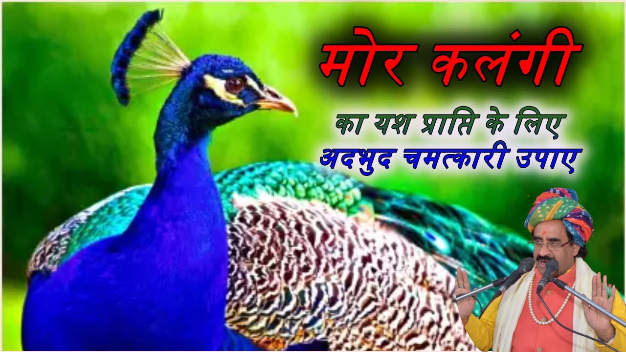 मोर कलंगी का यश प्राप्ति के लिए अदभुद चमत्कारी उपाए।