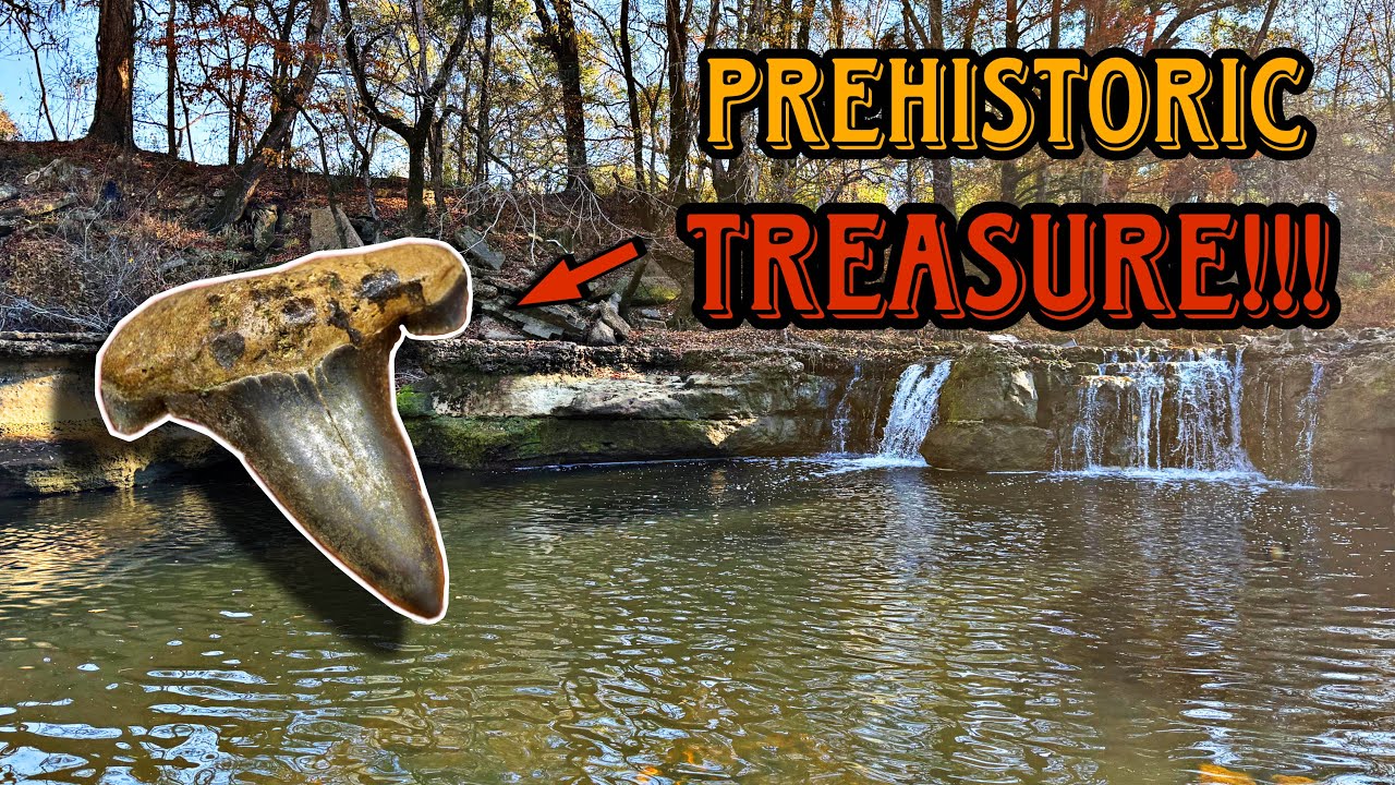 We found FOSSIL shark teeth where we LEAST expected!