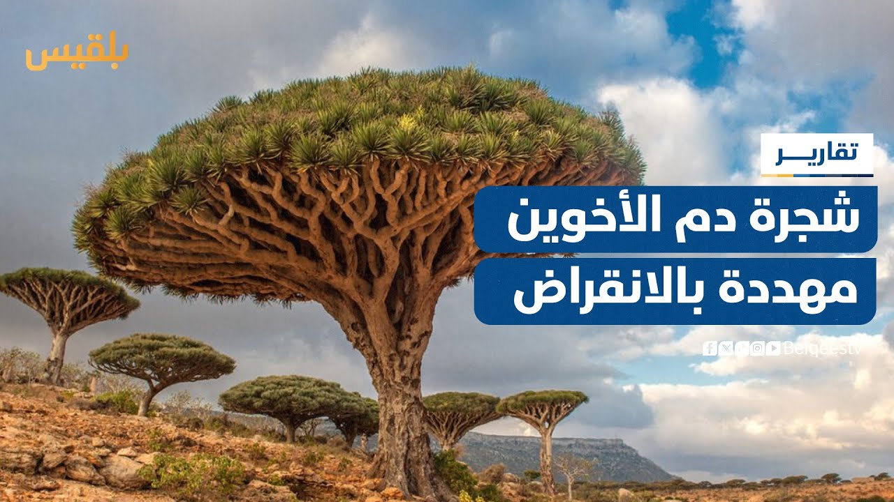 سقطرى تفقد كنزها الطبيعي.. شجرة دم الأخوين مهددة بالانقراض | تقرير: أحمد القيسي