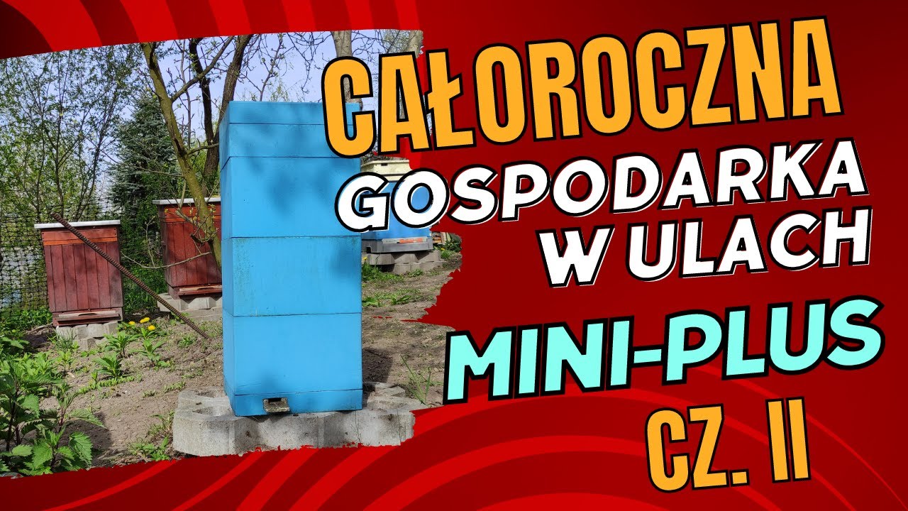 Mini-Plus #2 - Zasiedlanie ula MiniPlus rodziną z czerwiącą matką.