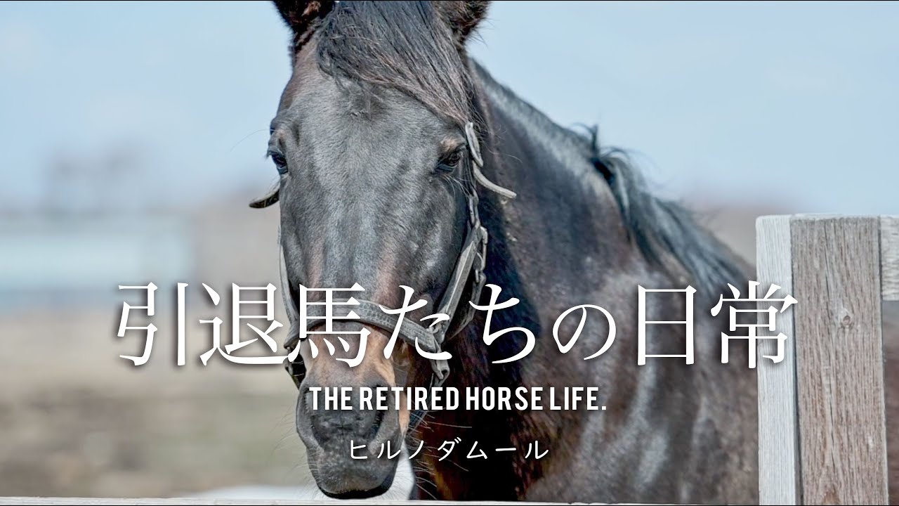 引退馬たちの日常 #29 春の訪れ ｜ヴェルサイユリゾートファーム