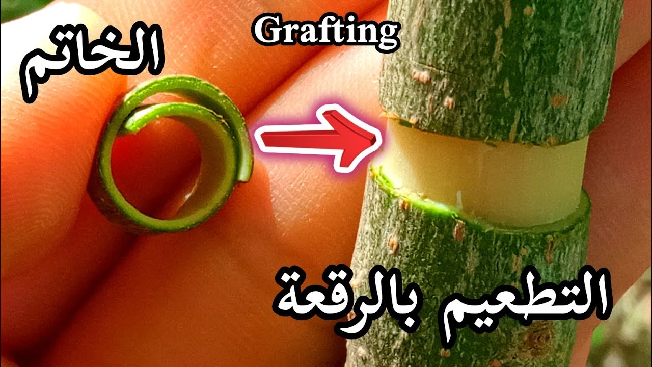 تطعيم اشجار الزيتون بالرقعة، #grafting #الزراعة_المنزلية