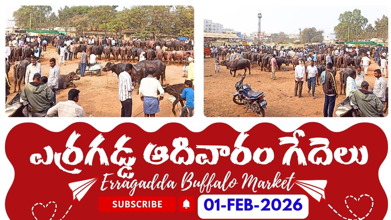ఎర్రగడ్డ పశువులు ఆదివారం వీడియో || Erragadda Sunday Buffalo Market || Calfs, Buffaloes Sale Info