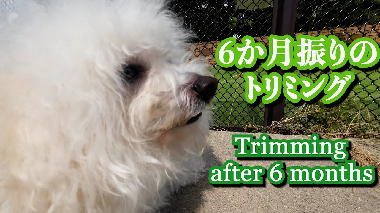 【劇的ビフォーアフター】半年ぶりのトリミングで可愛くなった犬、ビションフリーゼのうたくん