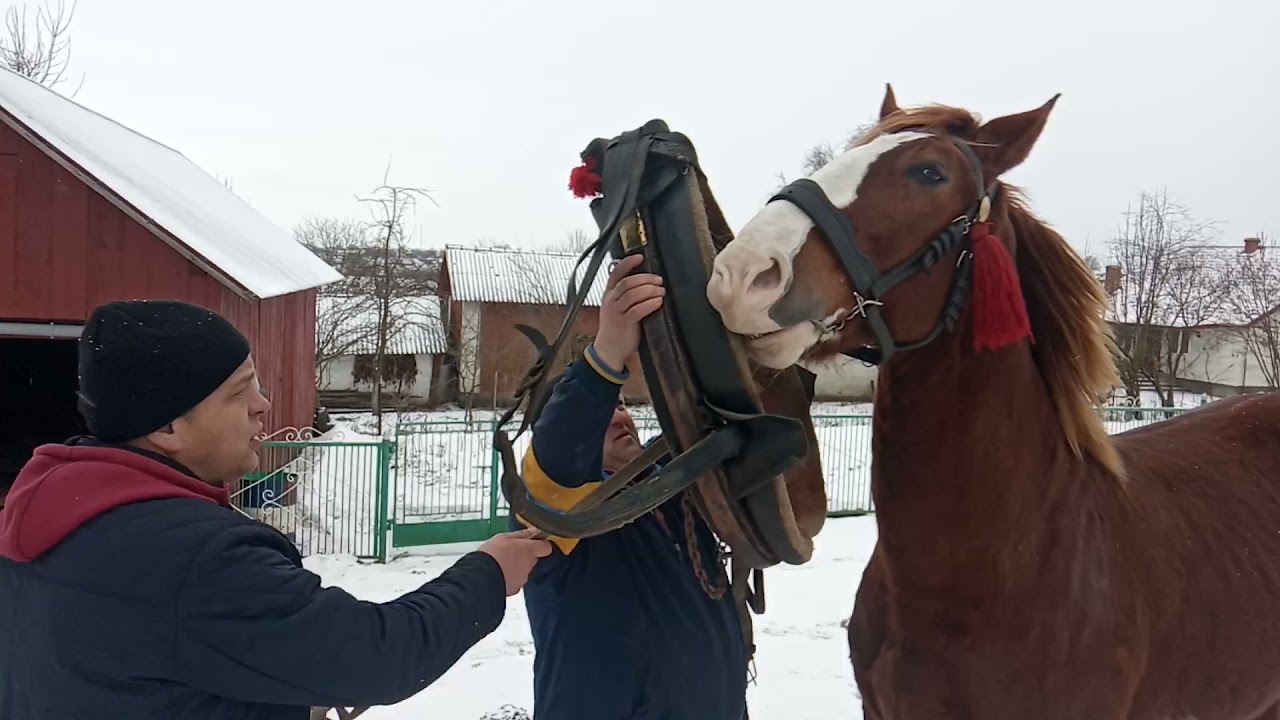 лисий і маруська ладна пара