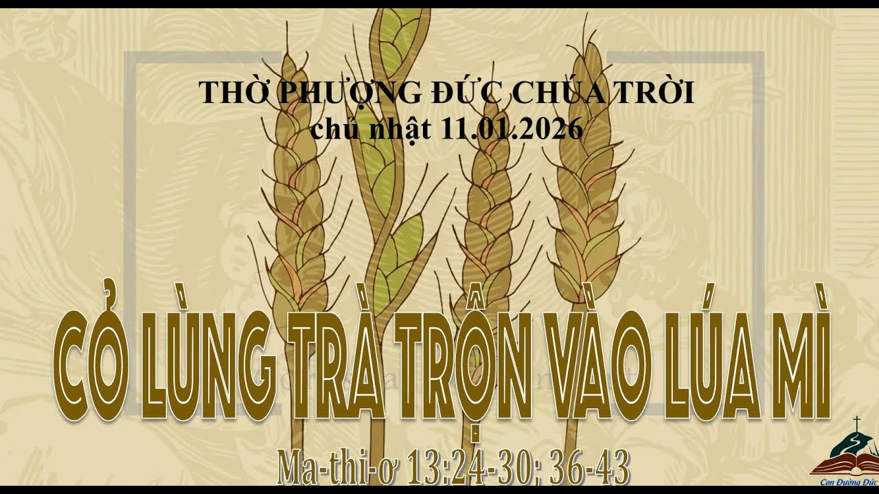 CỎ LÙNG TRÀ TRỘN VÀO LÚA MỲ