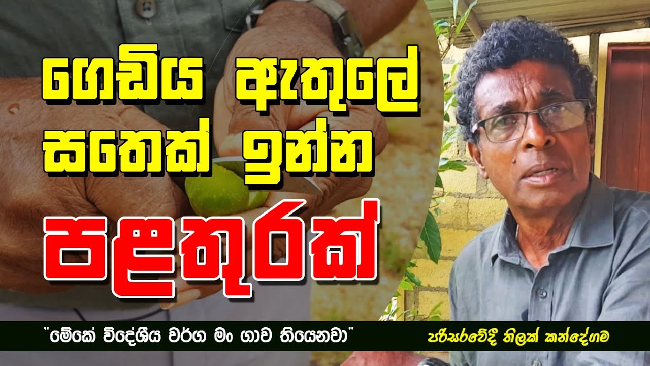 ගෙඩිය ඇතුලේ සතෙක් ඉන්න පළතුරක් 
