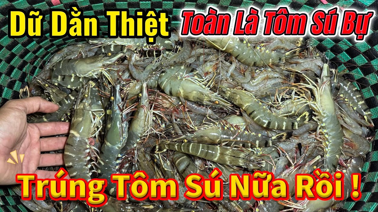 Báo Hiệu Con Nước Trúng Tôm Nữa Rồi! Quá Nhiều Tôm Sú Bự