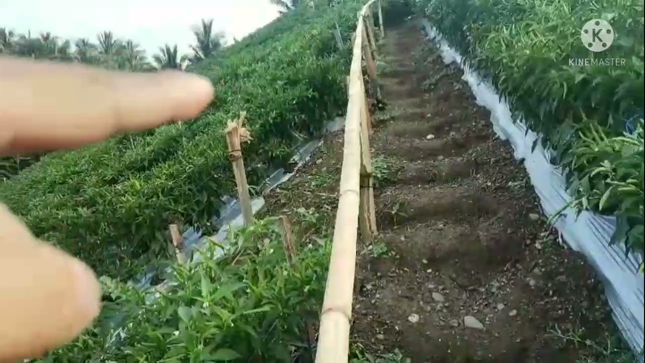 2nd picking / harvest 84 days / Siling Labuyo Sarangani Farmers