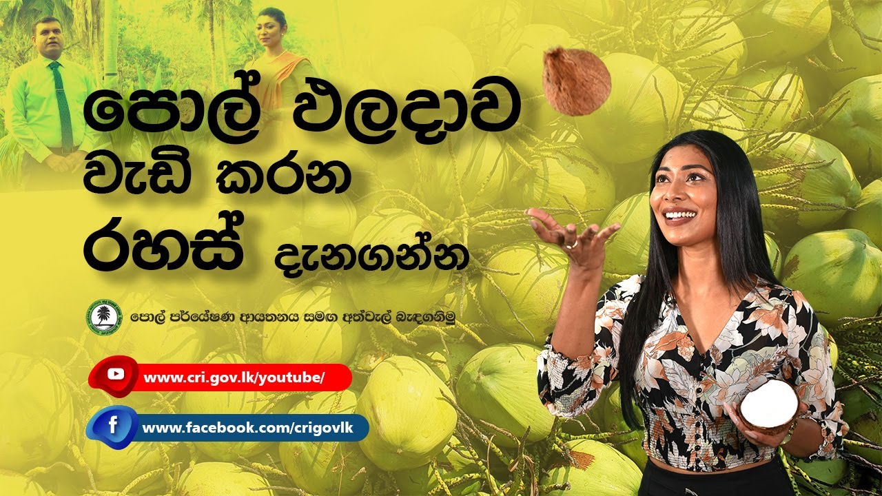 සාකච්ඡාව - පොල් ඵලදාව වැඩි කරන සියලු රහස් දැනගන්න, පොල් අපනයනය පොල් ඩොලර් හොයමු