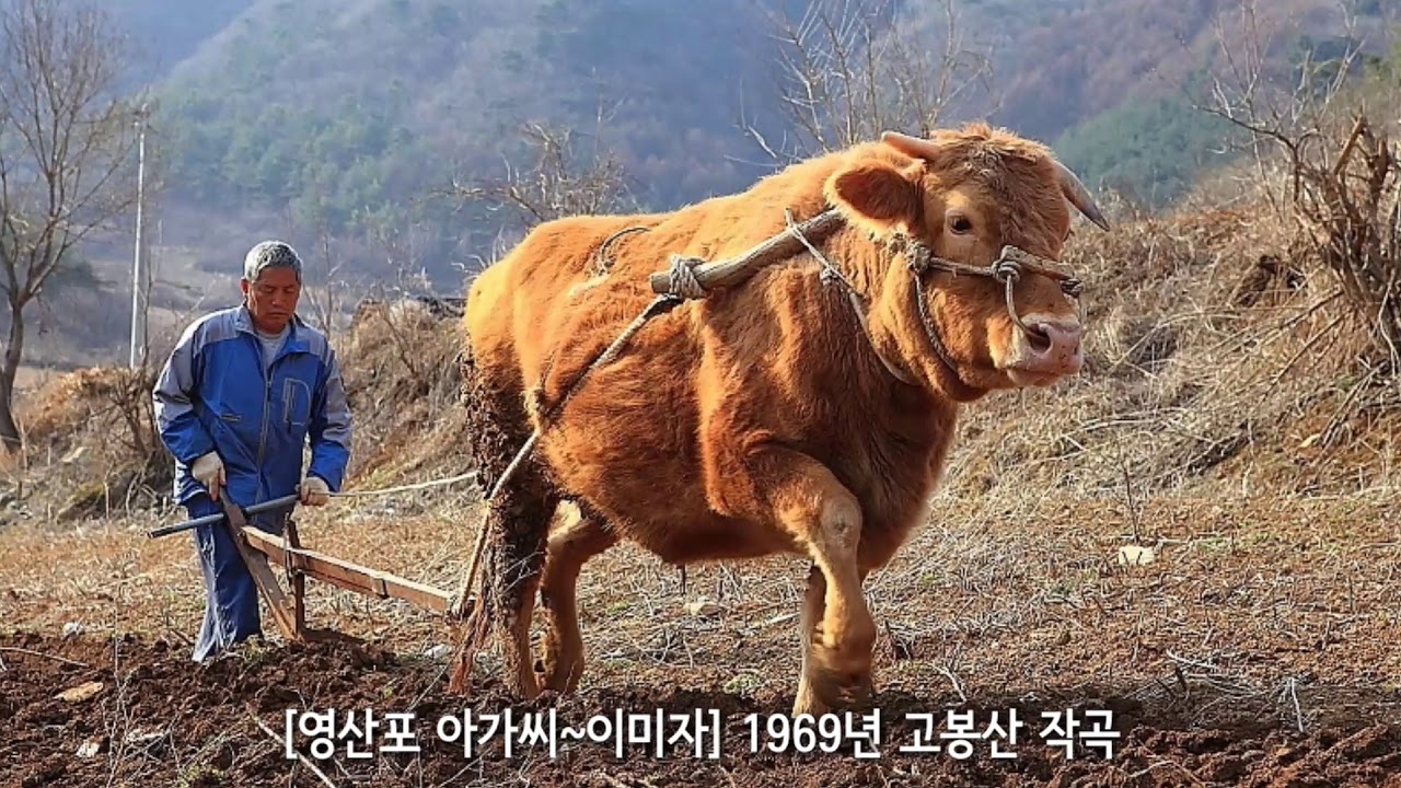 [영산포 아가씨~이미자] 韓國歌謠 kpop 가사지원