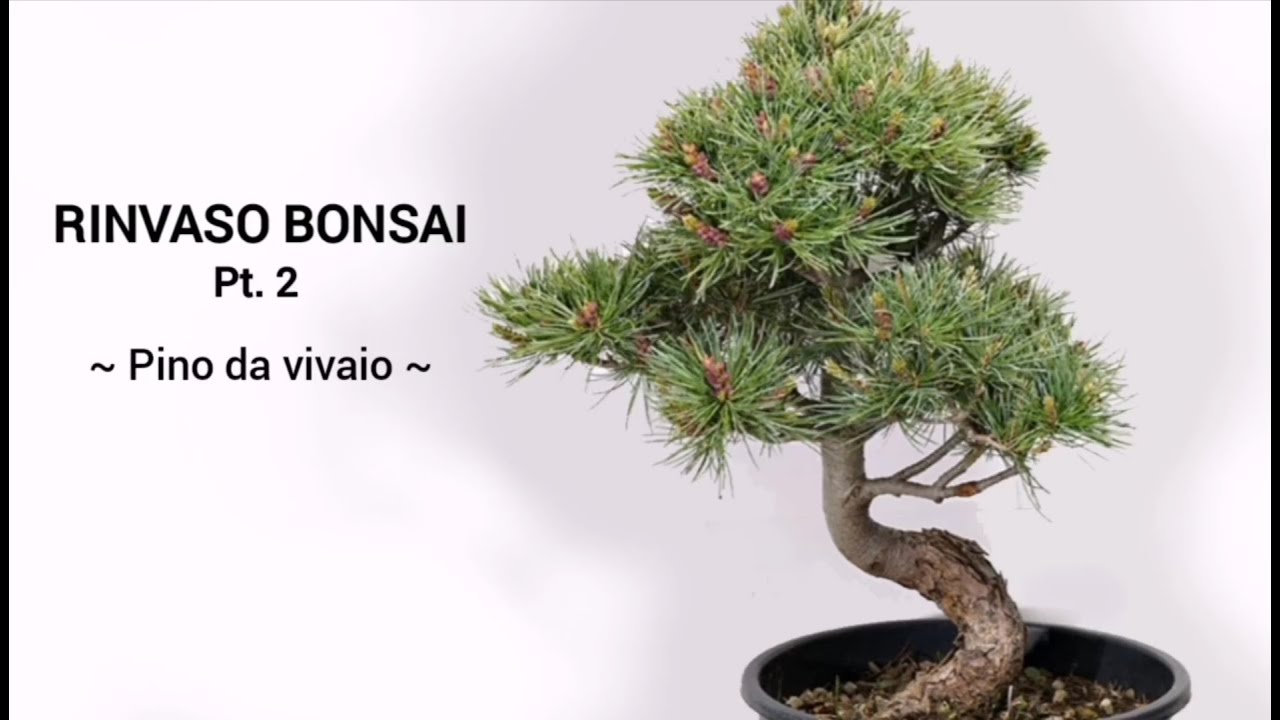 RINVASO BONSAI Pt.2 - PINO DA VIVAIO