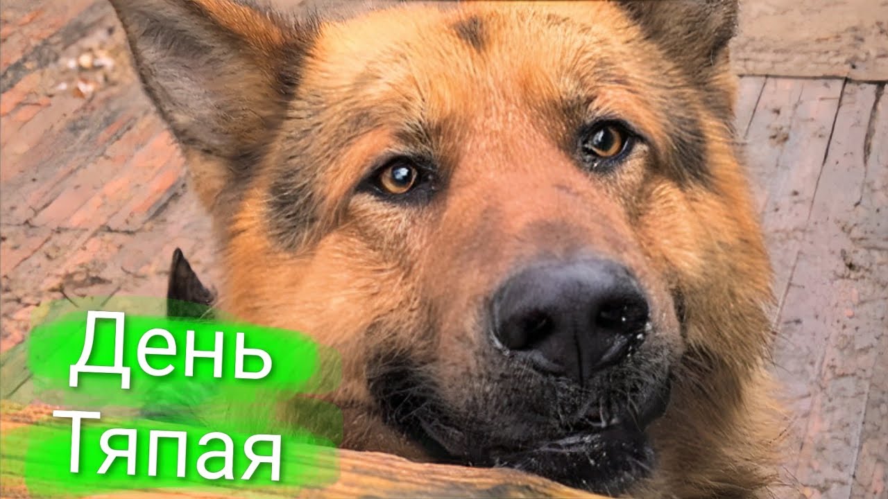 День Тяпая 