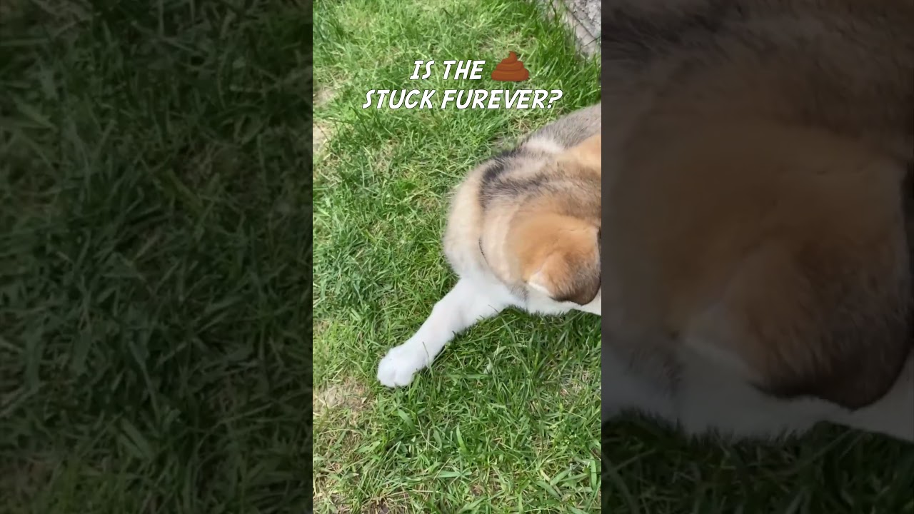 Puppy's Poop Gets Stuck!