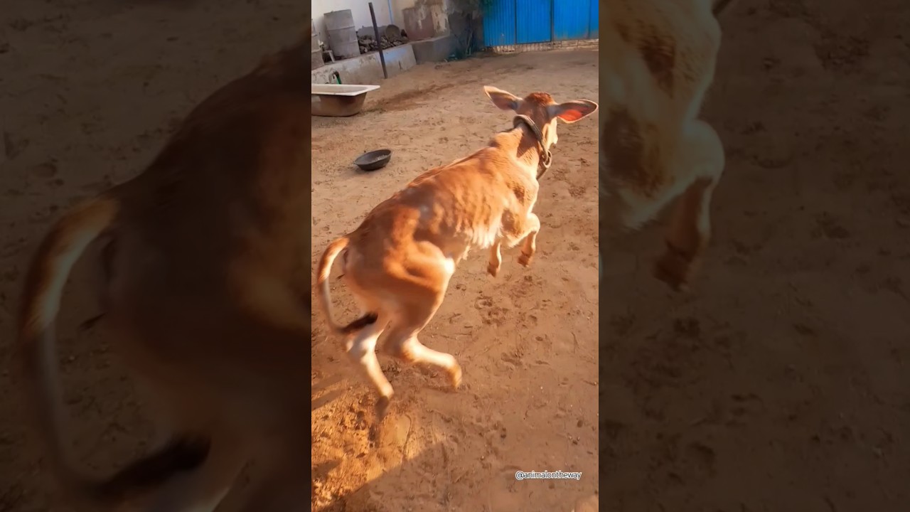 Cowbaby Voice 😁😁/#shorts #cowshorts #cow #animalsounds #animalontheway #cowsound #cowvideos #funny