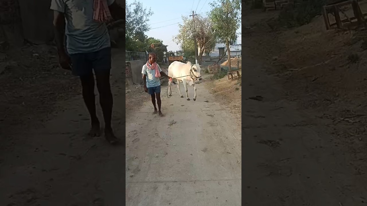 #Ongole cow #ytstudioes #ytstudio #ytviral #animals #dairyfarm