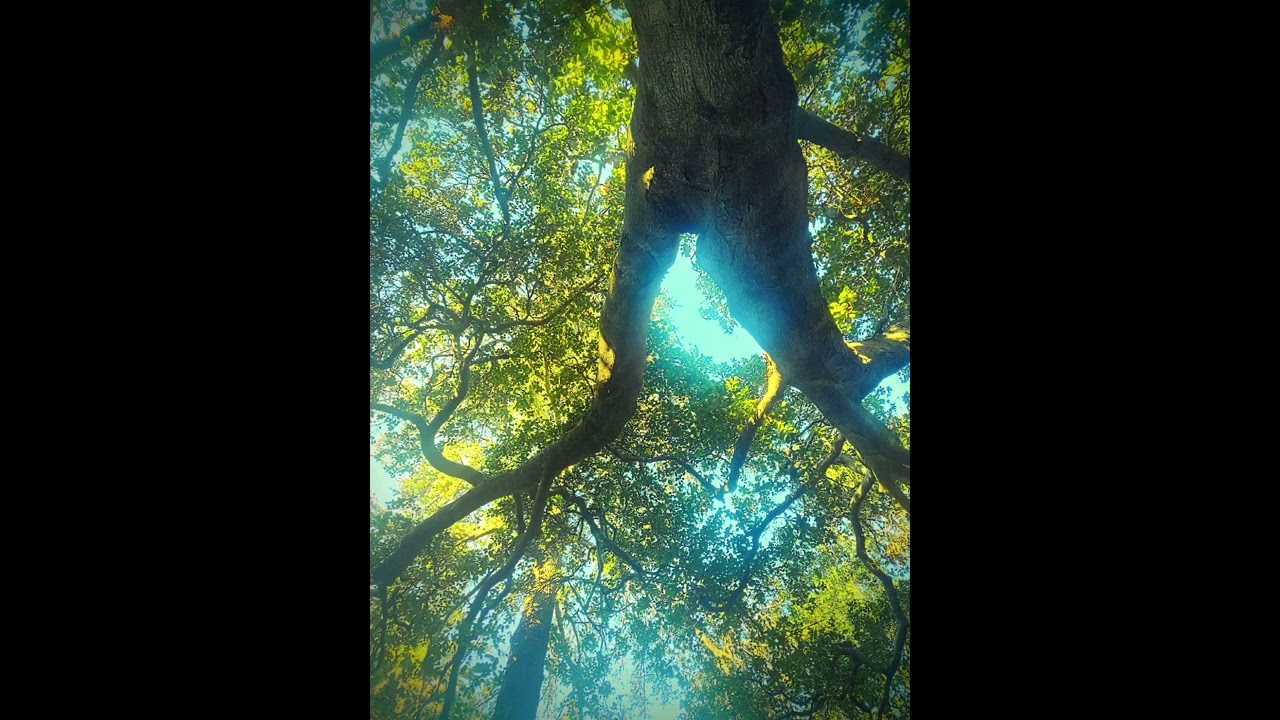 Overgrowth (Moss Overgrown) 