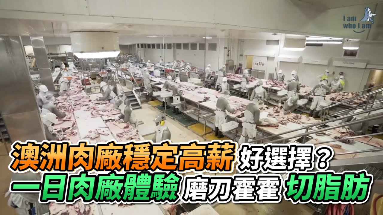 澳洲肉廠穩定高薪好選擇？一日肉廠體驗磨刀霍霍切脂肪｜VS MEDIAｘ@weizeng8231