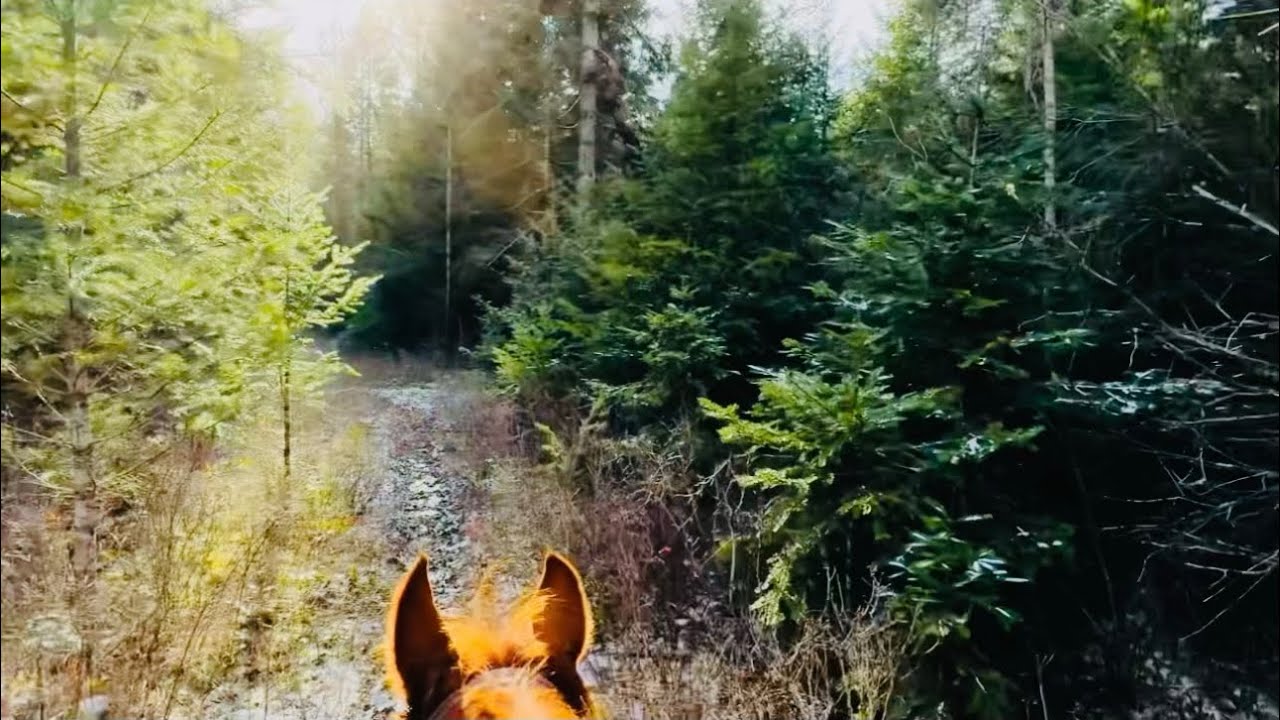 eaceful Winter Horseback Ride Through the Forest