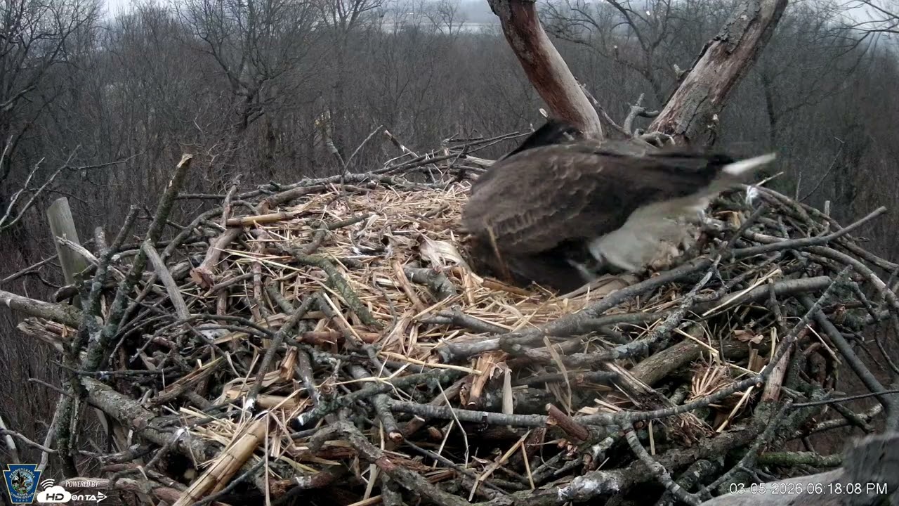 Highlights   Hanover Eagles Live Cam   HDOnTap — Mozilla Firefox 2026 03 05 18 15 48