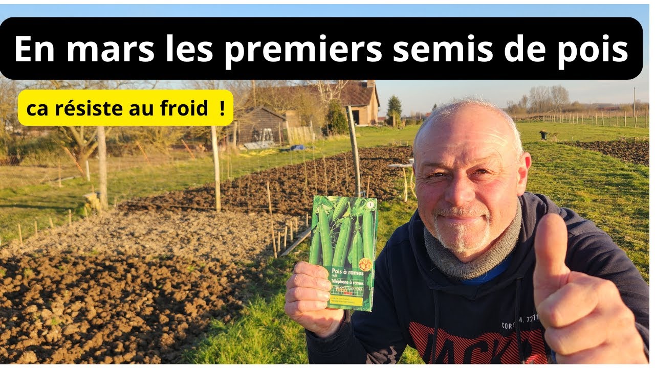 Début mars  comment semer les pois  nains ou a RAME ?
