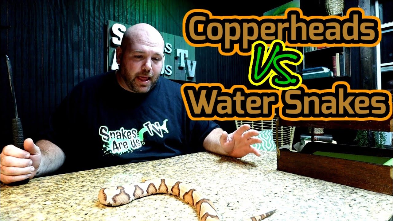 Copperheads VS Water Snakes