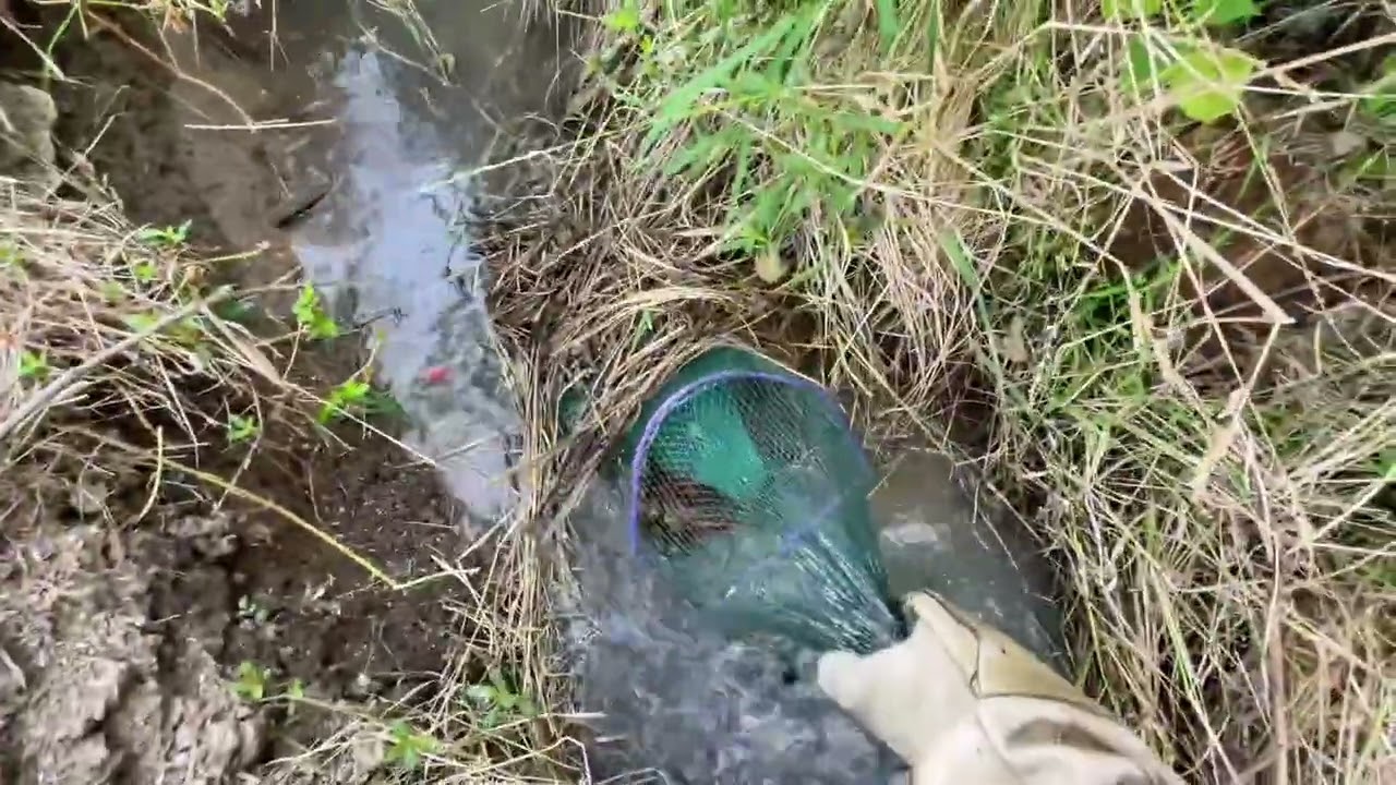 人生百态，酸甜苦辣，喜怒哀乐，户外亦是如此，放平心态！ #真实户外  #野生黄鳝  #今天的收获  #抓鳝鱼   #逮鱼摸虾