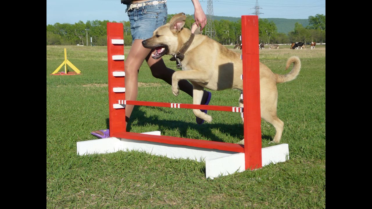 ДВОРЯНИН СЕВЕР  ВИДЕО