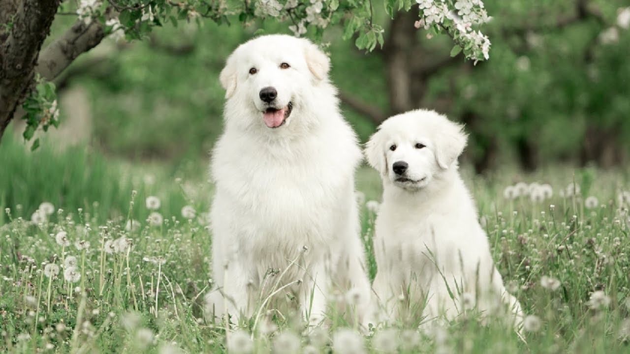 El Secreto del Pastor Maremmano: ¡El Perro Guardián Perfecto para Tu Familia!