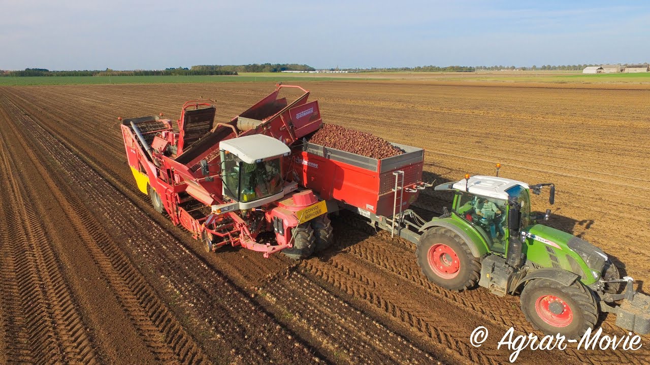 Arrachage de betteraves rouges // Grime SF 170-60 // Fendt 724 & Benne L'artésienne