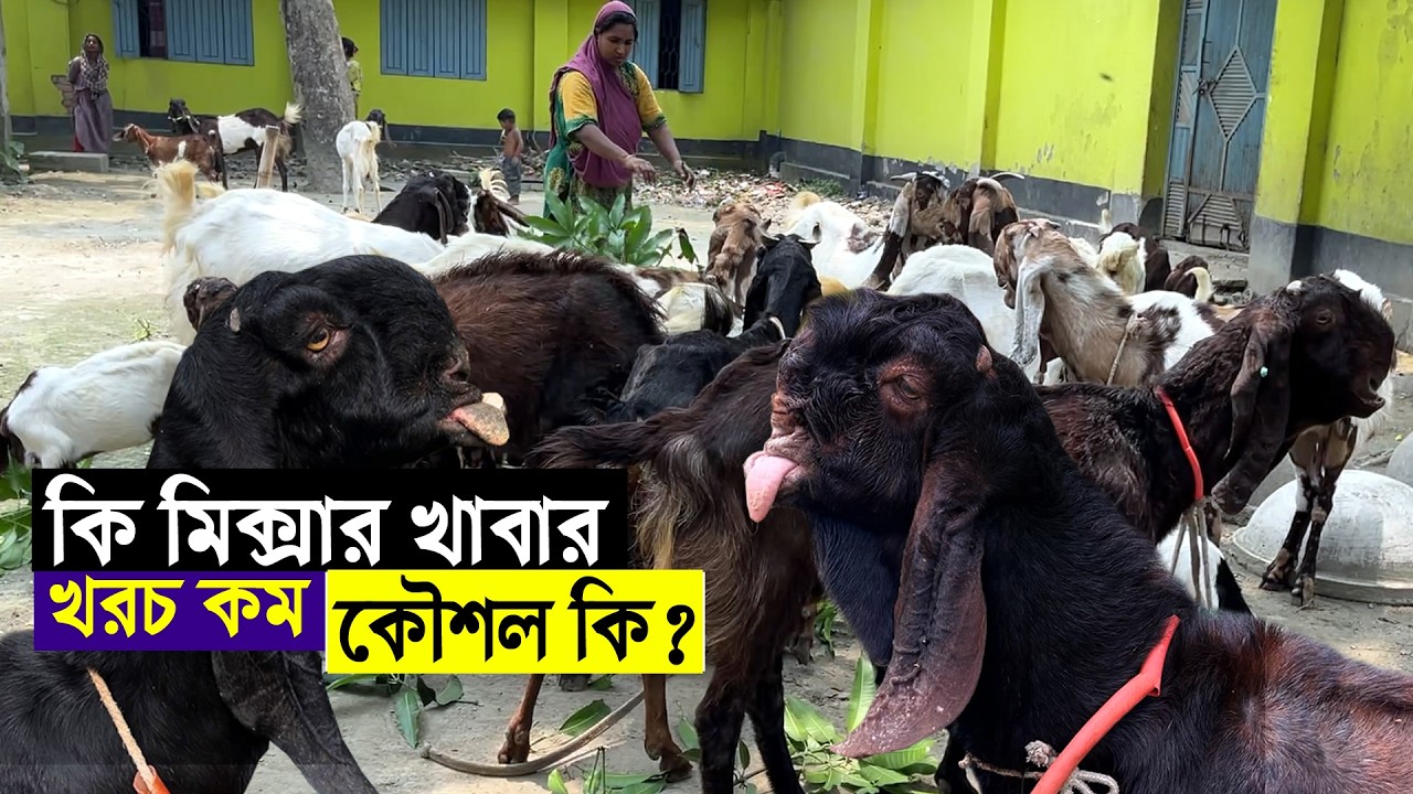 কি কি মিক্সার খাবার দিয়ে ছাগলের ফার্ম চলছে | ৫৫টি ছাগল পালনে খরচ কত হয়? | অরিজিনাল তোতাপুরী খামার